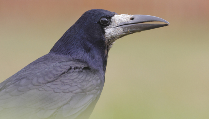 Corbeau freux (Corvus frugilegus) © Laurent Rouschmeyer / LPO