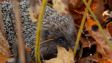 Hérisson d'Europe (Erinaceus europaeus) © Ben Hall / RSPB