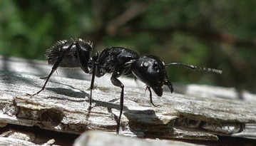 Fourmi noire des jardins