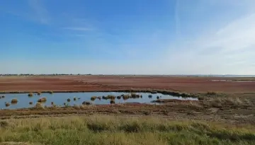 Prés salés rouge de la Bosse