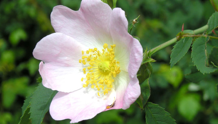 Eglantier (Rosa canina) © Michel Granger