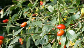 Eglantier (Rosa canina) avec cynorhodons