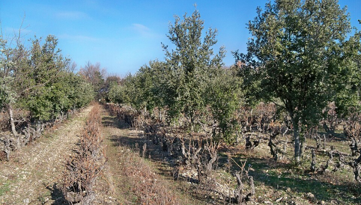 Chênes truffiers au milieu des vignes