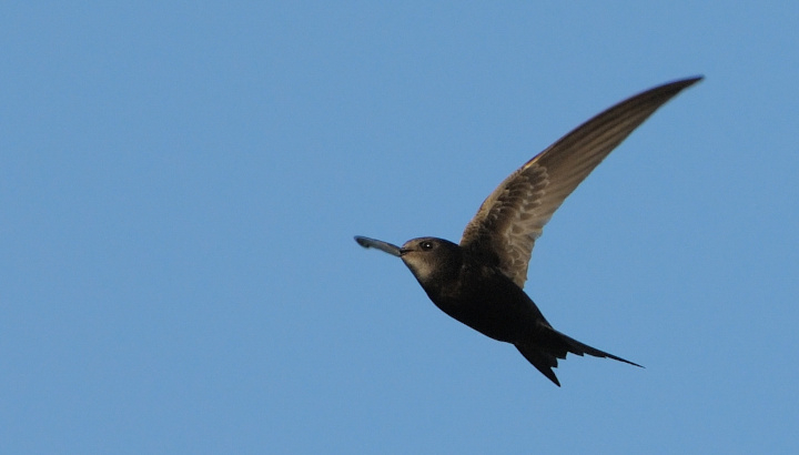 Martinet noir (Apus apus)