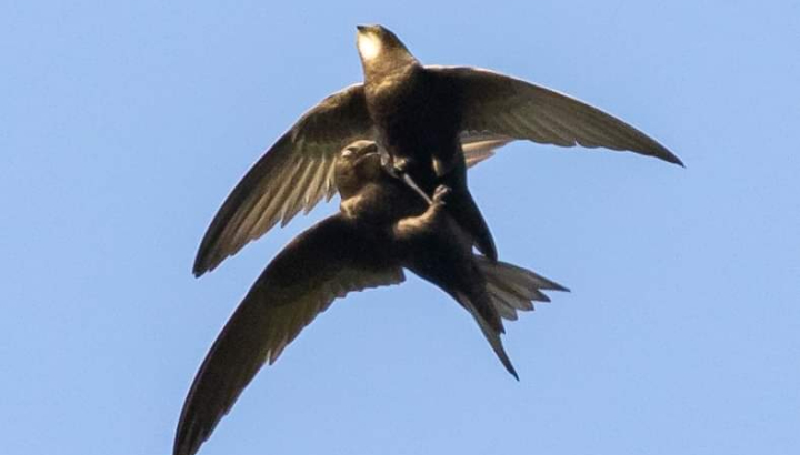Martinets noirs ♂et ♀ en accouplement en vol.