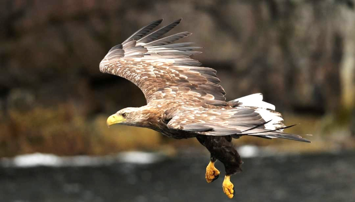 Pygargue à queue blanche @qui-de-droit