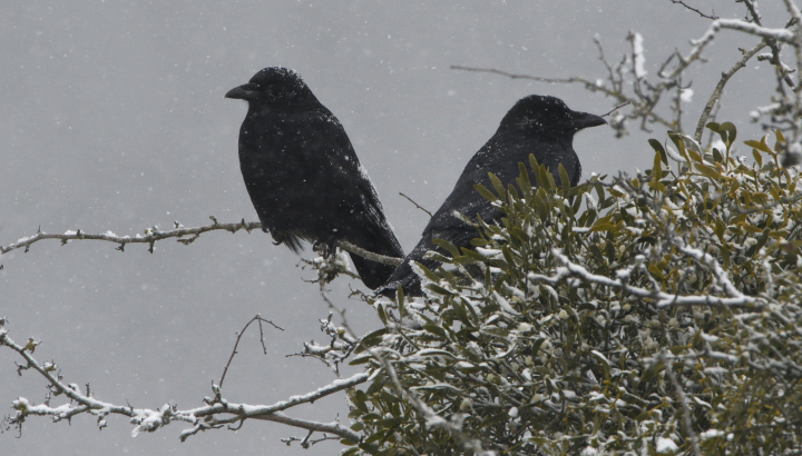 Corneilles noires dans un arbre enneigé