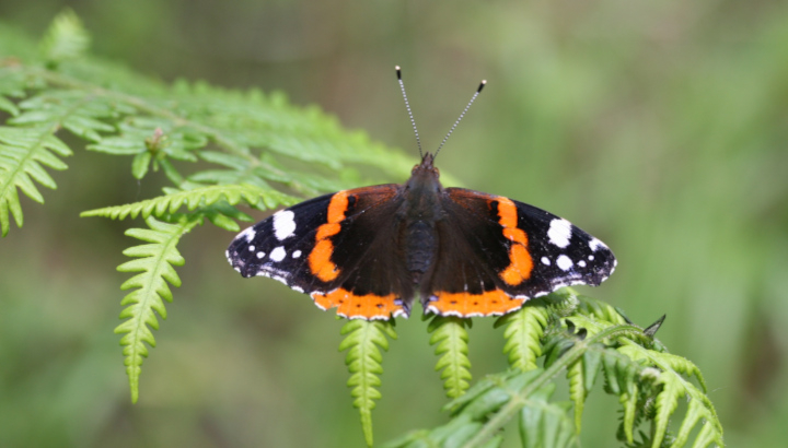 Vulcain (Vanessa atalanta) © Nicolas Macaire / LPO
