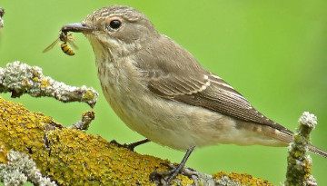 Gobemouche gris (Muscicapa striata) sur une branche