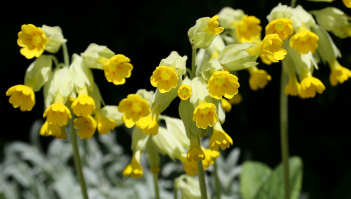Primevère officinale (Primula veris) © Nicolas Macaire / LPO