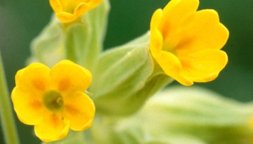 Primevère officinale (Primula veris)