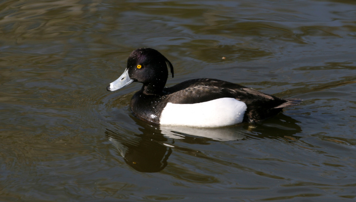 Fuligule morillon (Aythya fuligula) mâle © Nicolas Macaire / LPO