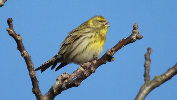 Serin cini (Serinus serinus) © Christian Aussaguel