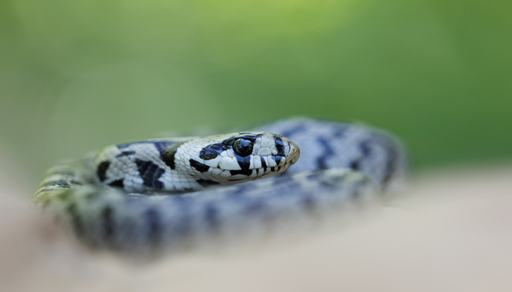 Couleuvre à échelons © Nicolas Bastide