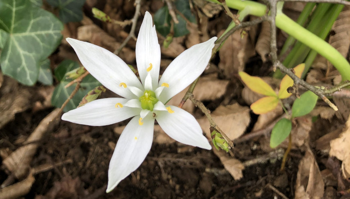 Ornithogale en ombelle (Ornithogalum umbellatum) © Nicolas Macaire / LPO
