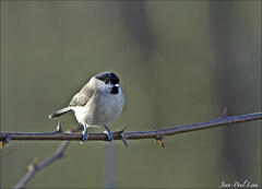 Mésange nonnette, Jean-Paul Leau