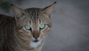 chat domestique fixant l'objectif