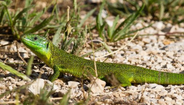 Lézard à deux raies