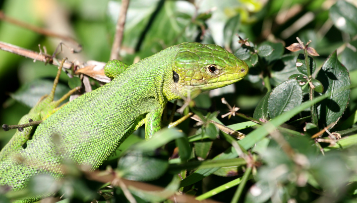Lézard à deux raies (Lacerta bilineata) © Charles Ghestin