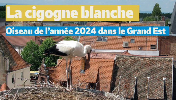 Cigogne blanche dans son nid