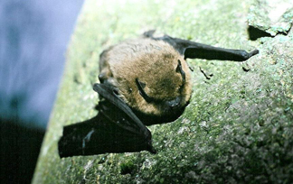 Pipistrelle commune