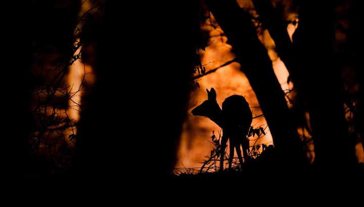 Chevreuil et forêt en contre-jour