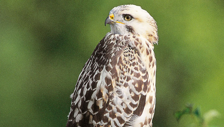Buse variable (Buteo buteo) © Fabrice Croset