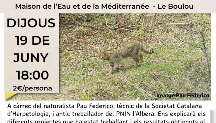 Mamífers de l'Albera a travès del fototrampeig