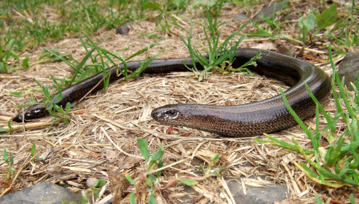 Orvet fragile (Anguis fragilis) © Christian Aussaguel