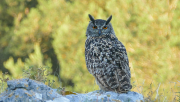 Grand duc_Benoit Sauphanor