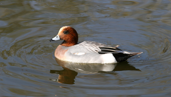 Canard siffleur (Mareca penelope) mâle © Nicolas Macaire / LPO