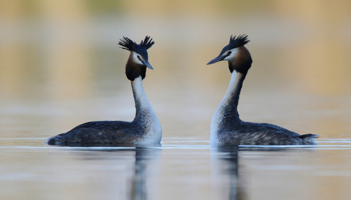 Couple de Grèbes huppés au milieu d'un lac