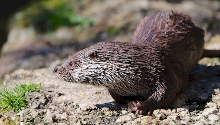 Photo de loutre