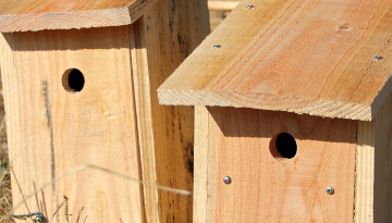 Nichoirs "boîte à lettres" © Bernard Liégeois