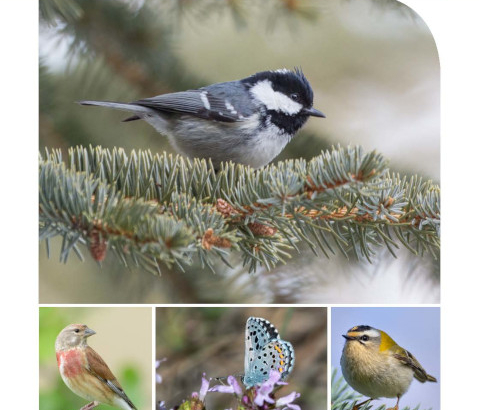 sorties nature, oiseaux