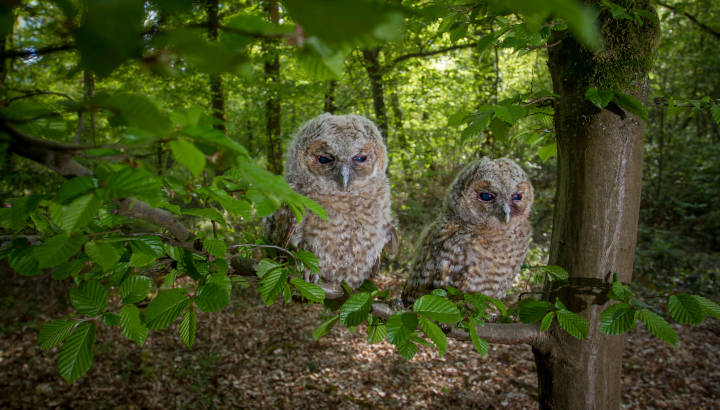 Jeunes Chouettes hulottes