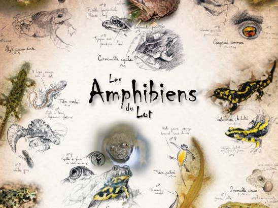 Poster « amphibiens du Lot »