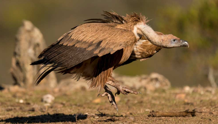 Aigle botté - LPO (Ligue pour la Protection des Oiseaux) - Agir pour la  biodiversité