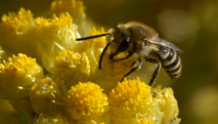 Matthieu Aubert © Réserve naturelle du marais d'Yves