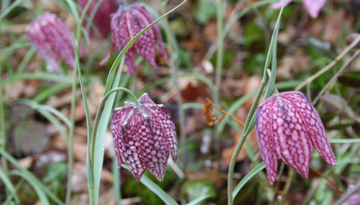 Fritillaire pintade (Fritillaria meleagris) © Nicolas Macaire / LPO