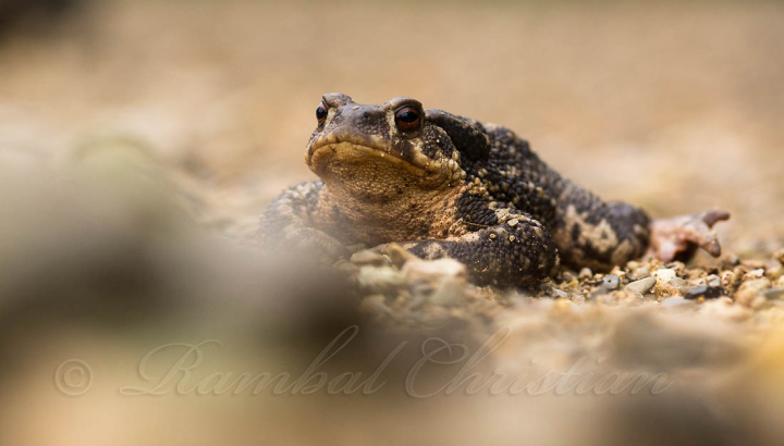 Crapaud épineux © Rambal