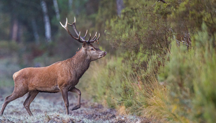 Cerf élaphe © Alain Lorieux