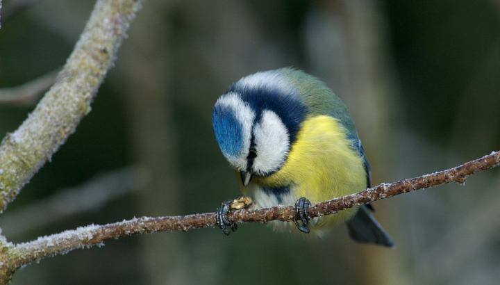 Mésange bleue perchée sur une branche en train de picorer une graine