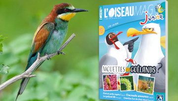 Couverture Oiseau Mag Junior