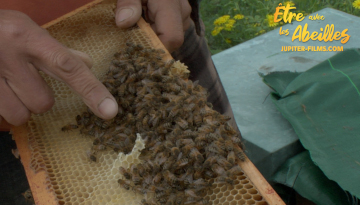 extrait du film "Etre avec les Abeilles"