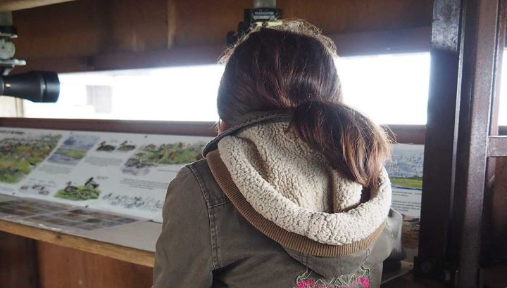 D’où viennent les oiseaux ? Où vont-ils ? Pourquoi migrent-ils ?