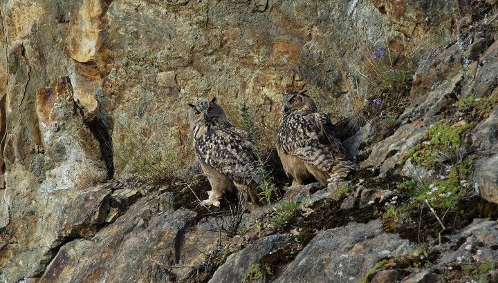 Grands-ducs d'Europe