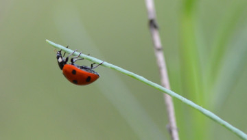 Coccinelle à sept points (Coccinella septempunctata) © Charlotte Descamps