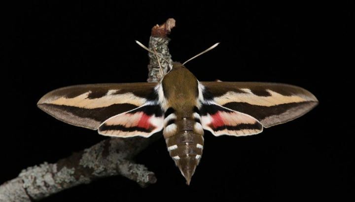 Sphinx de la garance (Hyles gallii) - Alexandre Van der Yeught