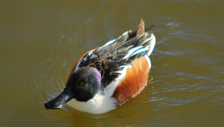 Canards souchet et colvert atterrissant ©Cécilia Fridlender